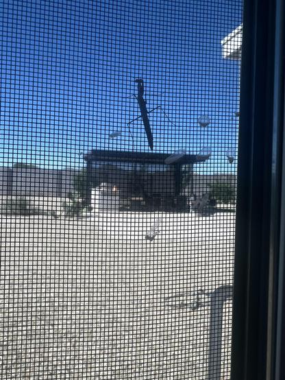 Juvenile praying mantis in my screen, been murdering other bugs all morning 