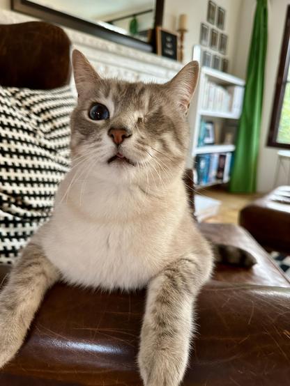 Doots, a one-eyed Lynx Point Siamese cat, sitting sideways in a dark brown leather chesterfield wingback chair, with his front legs draped over the arm. A black and white checkered pillow from IKEA is behind him, and he is looking atchu with his tongue slightly out in the Blep position. 