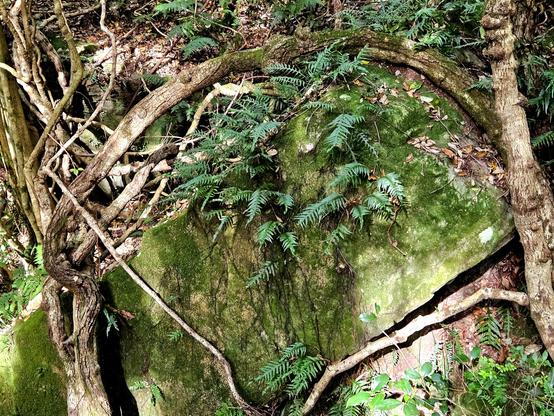 Rocks covered in ferns and moss, framed by the pale brown limbs of five leaf water vine. Dharug and Gundungurra country.