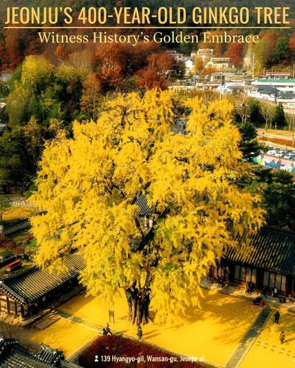 🌳💛 Jeonju’s 400-Year-Old Ginkgo Tree Is at Its Golden Peak Soon 💛🌳
For details: https://www.koreantopik.com/2025/10/jeonjus-400-year-old-ginkgo-treea.html
#JeonjuHyanggyo #JeonjuAutumn #GinkgoTree #VisitJeonju #KoreaTravel #FallinKorea #GoldenLeaves #JeonbukTravel #KoreanHeritage