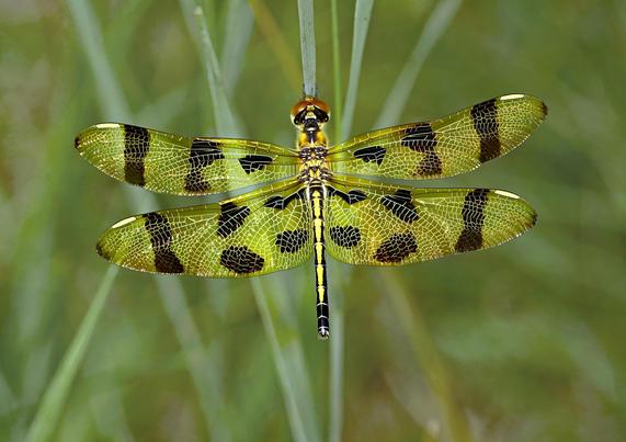 yellow and brown dragonfly