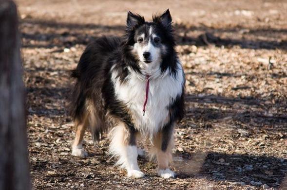 A black and white dog with a red collar is looking at us.  It's black ears are perked up in a very attentive expression.