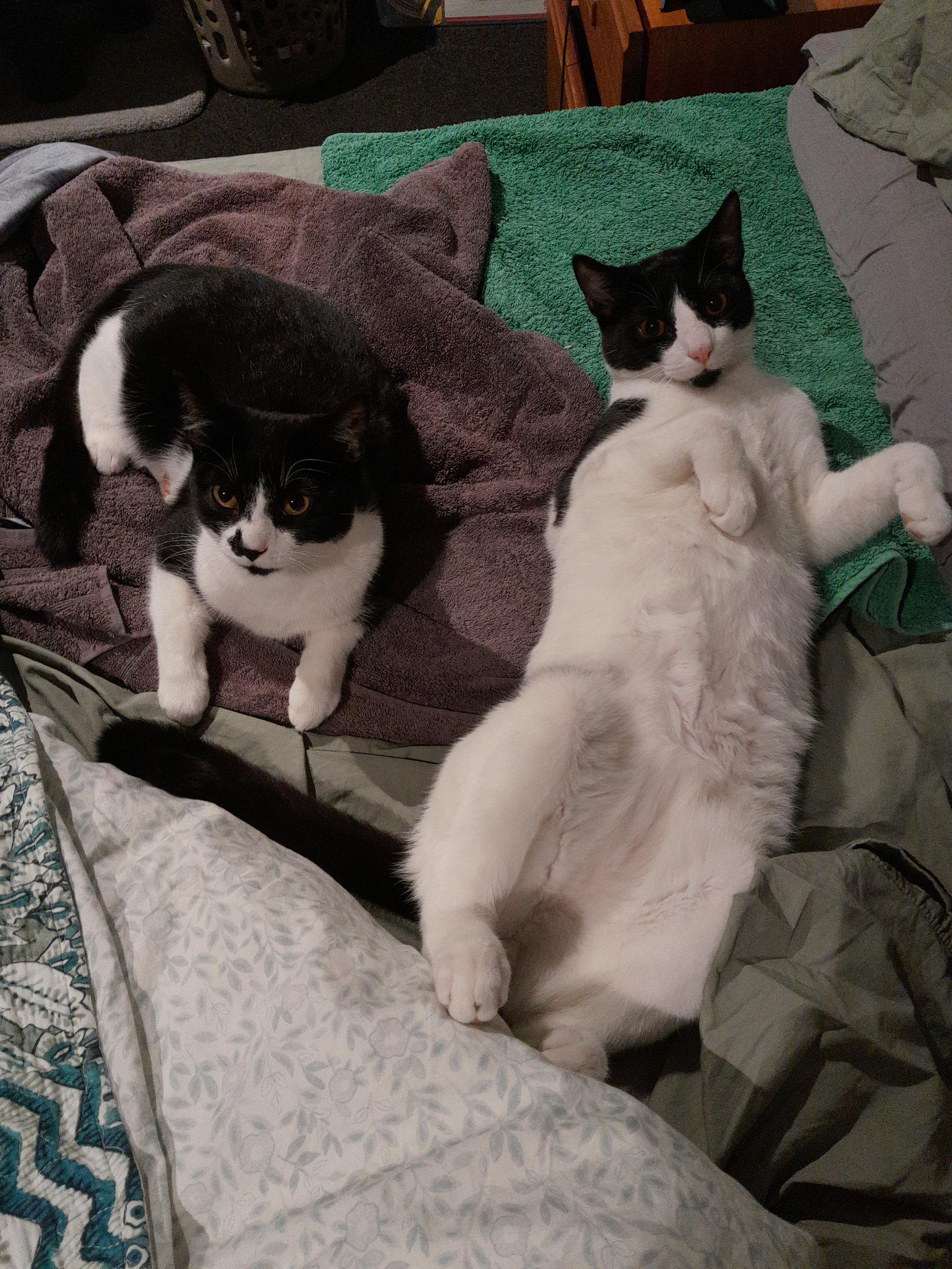 Corby (camera right), a young black and white cat sprawled out on his back showing his completely white underside. His body is angled away from the camera and but his head is lifted to look at the photographer showing his mask and the spot on his chin. His expression could be described as curious or puzzled.
To camera left his sister Robyn, an equally young black and white cat, is settled in a more loaf-like position, most of her white hidden beneath her and the distinguishing black spot on the muzzle visible. Although her face is angled slightly off screen her eyes are focused on the photographer and her expression could be described as "why are you doing this?".