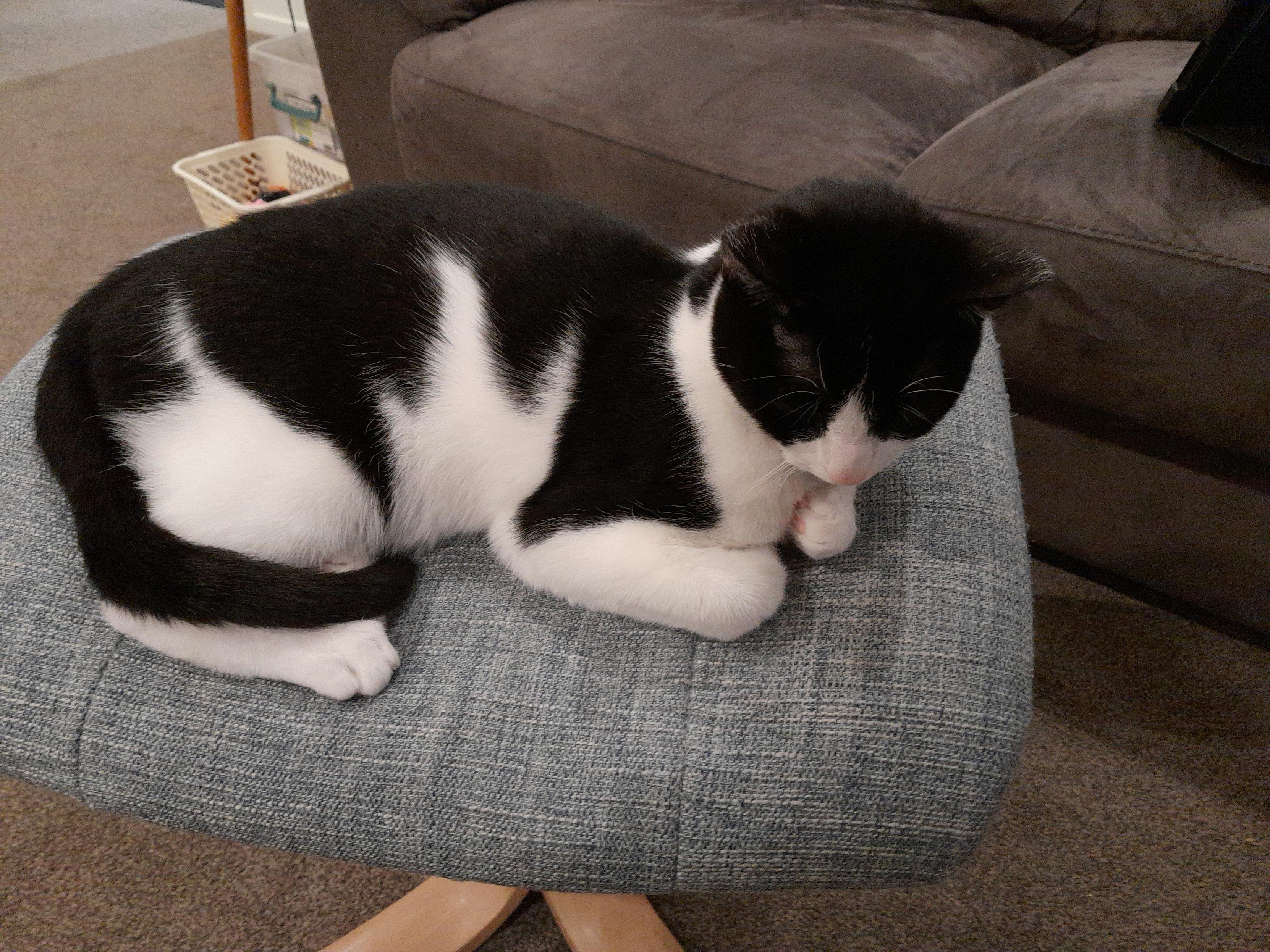 Corby, a young black and white cat, loafing on a footstool with his front paws tucked under and his tail wrapped over his rear legs. This photo shows off the "wave" pattern on his side made by deep spikes of black down and white up.