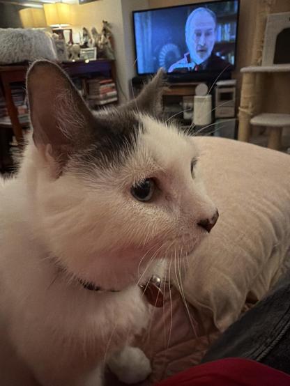 A close-up of a white cat with gray patches, sitting on a soft surface. In the background, a television displays a scene featuring a man speaking. The setting appears cozy, with warm lighting and home decor.