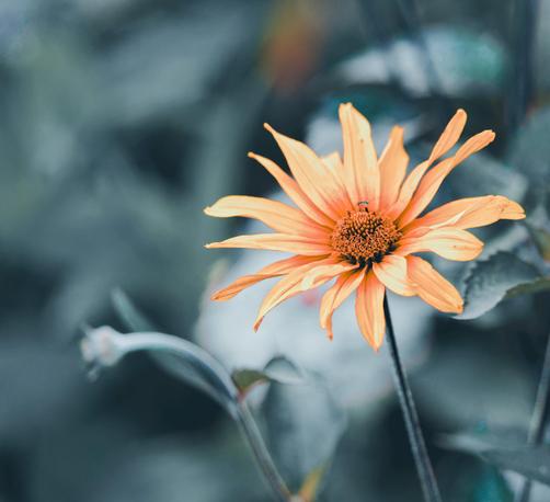 A daisy flower with numerous thing petals is orange colored and the only colorful object in a frame with desaturated stems and foilage.