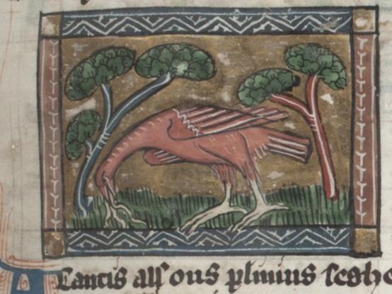 In an elaborate rectangular frame on a manuscript page, a red-brown bird with a very long neck and very large white feet is facing left and eating what is supposed to be grass but looks like worms. Stylised trees are visible on both sides. Image from Koninklijke Bibliotheek, KB, KA 16 (Der Naturen Bloeme), folio 77r.
