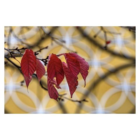 Red autumn leaves hanging from a branch against a yellow geometric background.