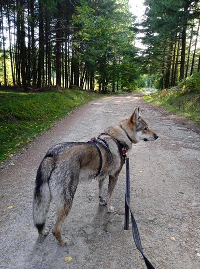 A large wolf dog stands facing down a dirt road between pine trees. She has brown and grey masked fur, with a darker back and black tipped tail. Her legs are ridiculously long like a horse. She wears a red and black harness, with a leash trailing along the ground.