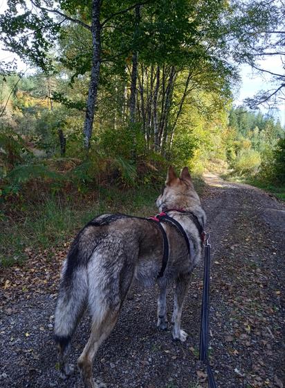 Same dog and pose, facing doge a different, leaf strewn track. Green birch trees and ferns line the left bank, a distant forest has some trees turning yellow