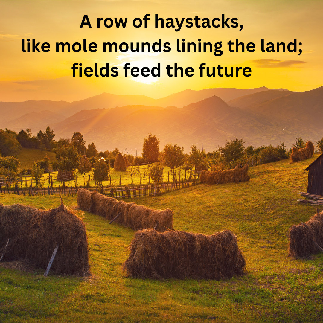 poem with image of haystacks
A row of haystacks,
like mole mounds lining the land;
fields feed the future