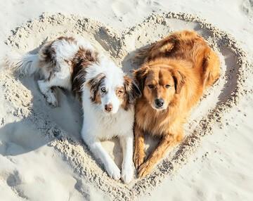 Two Cute dogs laying down in the sand with a heart shape into the sand that they are laying in the middle of.