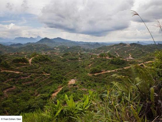 Divisée entre la Malaisie et l'Indonésie, l'île de Bornéo est ravagée par la déforestation depuis des décennies. Comme le rappelle WWF, plus de la moitié de ses forêts ont déjà été détruites.