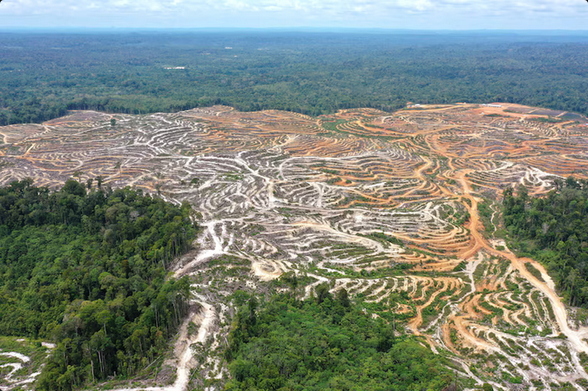 Des drones de l'ONG ont pu récolter des images satellitaires de la déforestation sur l'île de Bornéo, en Indonésie.