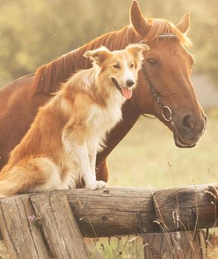 A cute dog sitting on a fence with a beautiful chestnut colored horse 