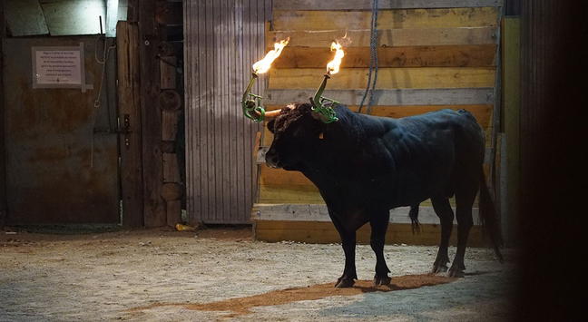 Un bou embolat, en una imatge d'arxiu (Europa Press/Prou Correbous)