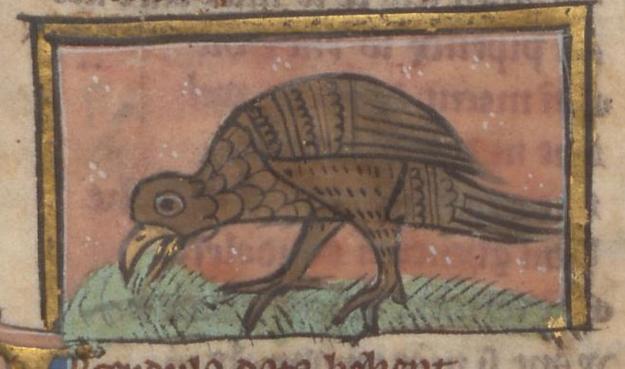 In a gilt-edged frame against a red background, a brown bird with a gold beak is eating grass towards the left. The texture of its feathers is shown by a variety of patterns and it has a fairly long tail. Image from Lippische Landesbibliothek, Ms. 70 (Der Naturen Bloeme), folio 66r.