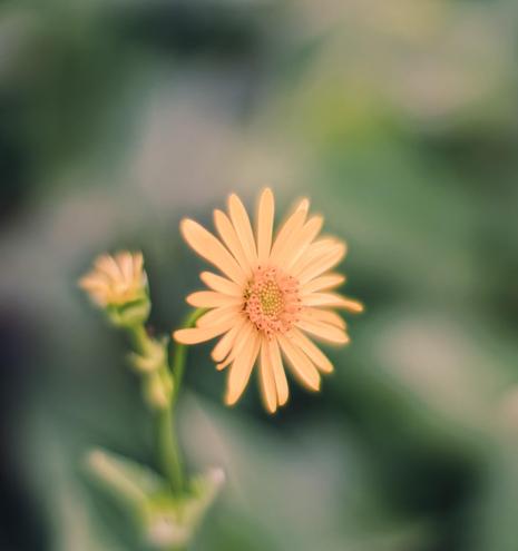 Yellow flower with 30 or so thin and and long yellow ray petals surrounding a flat disc just barely in focus and behind it an undeveloped flower looking fuzzy and the behind completely unrecognizable blobs of green, white, black and yellow