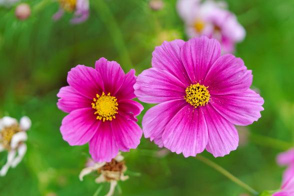 Two cosmos flowers on the left and right of the center both with the same yellow-dark purple-purple color scheme from inside to out.