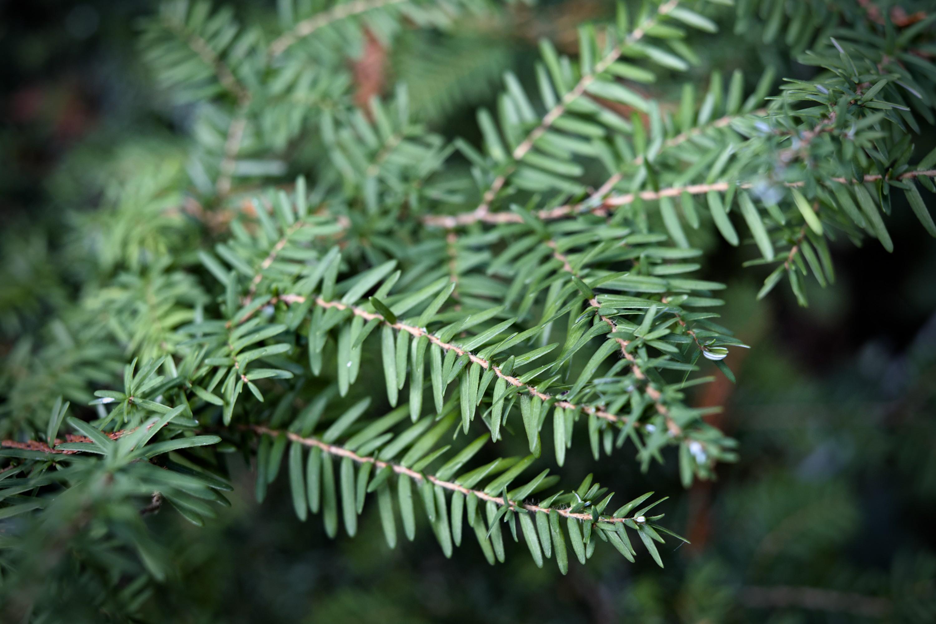 A closeup of green needles of Western hemlock.