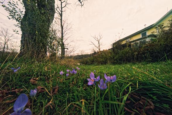 Little purple flowers pop out of the grass in the near part of the frame,  there is a tree further away to the left and a yellow house behind and to the right