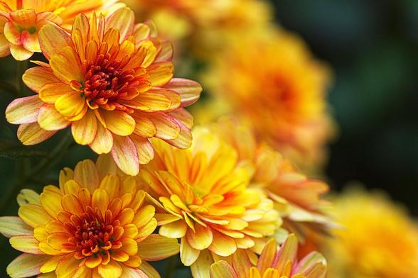 Close-up photo of some pin-orangy flowers