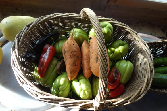 Chayottes, aubergines, poivrons et patates douces récoltés sous serre.