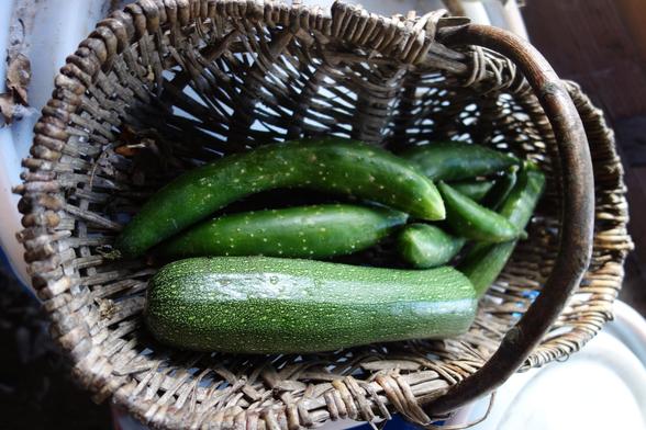 2 courgettes et 5 concombres cueillis au potager le 23/10.