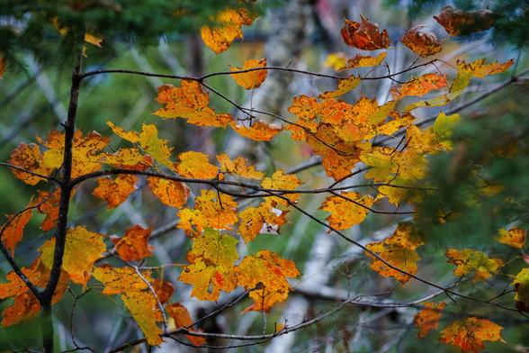 A tangle of yellow and orange maple leaves on branches, surrounded by greenery.