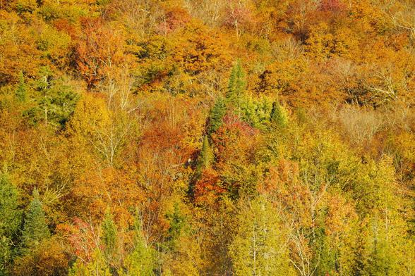 A dense forest scene with a rich tapestry of orange, red, and yellow leaves in the fall.