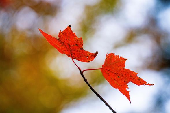 Close-up of two vibrant red maple leaves against a blurred autumn background.
