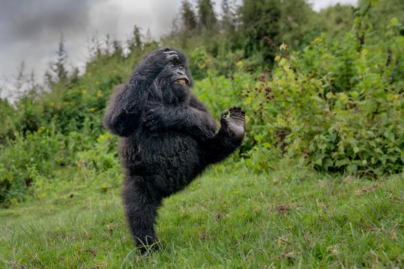 A young gorilla showing off.