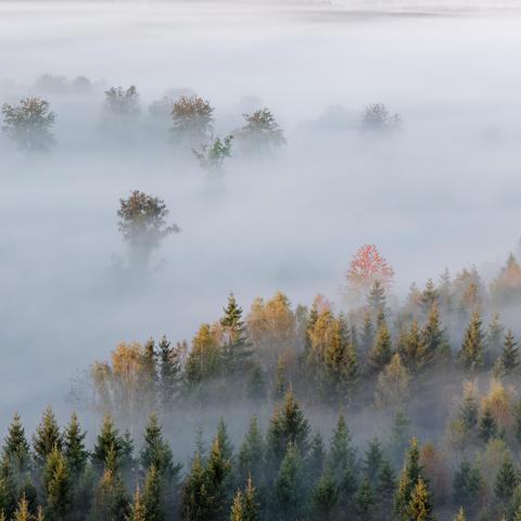 The image is a landscape photograph featuring a dense forest shrouded in thick fog. The fog obscures the lower portion of the scene, creating a soft, muted ambiance. Scattered throughout the fog are numerous trees with varying shades of green and hints of autumnal colors like orange and yellow. The trees are densely packed, forming a natural texture across the scene. The overall tone is tranquil and atmospheric, emphasizing the effect of the fog on the landscape. 
