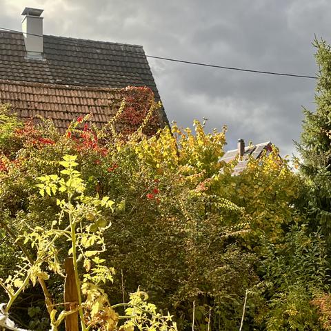 Bunt gefärbtes Herbstlaub, im Vordergrund leuchtet eine Balkontomatenpflanze, im Hintergrund Hausdächer und dunkle Wolken.