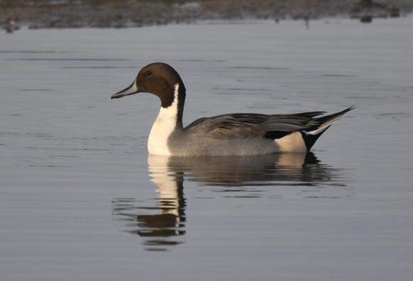 Northern Pintail