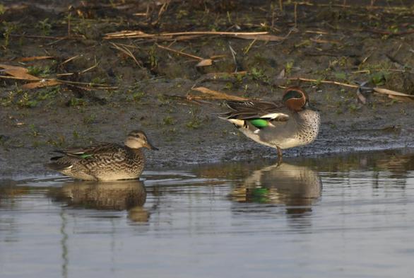 Eurasian Teal