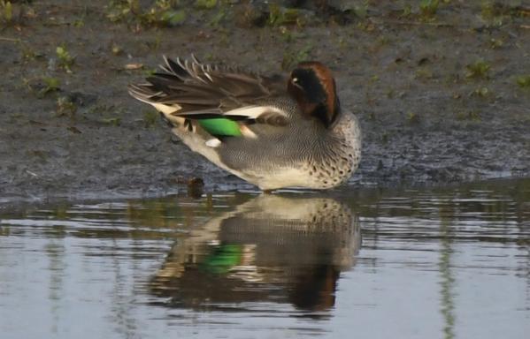 Eurasian Teal - Male