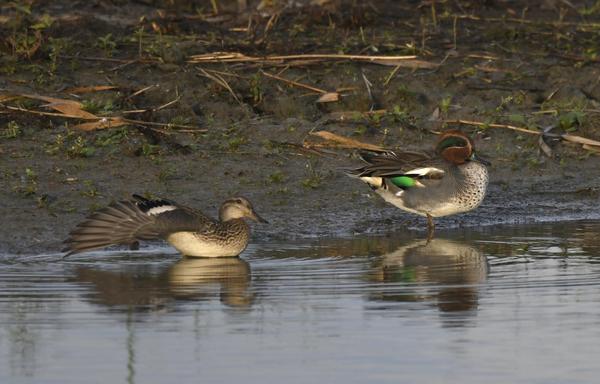 Eurasian Teal