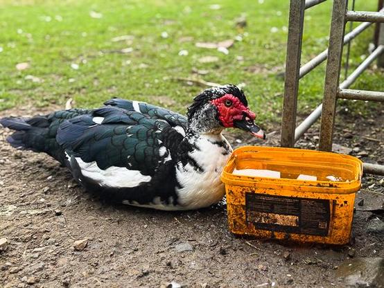 Muscovy duck and bowl of water