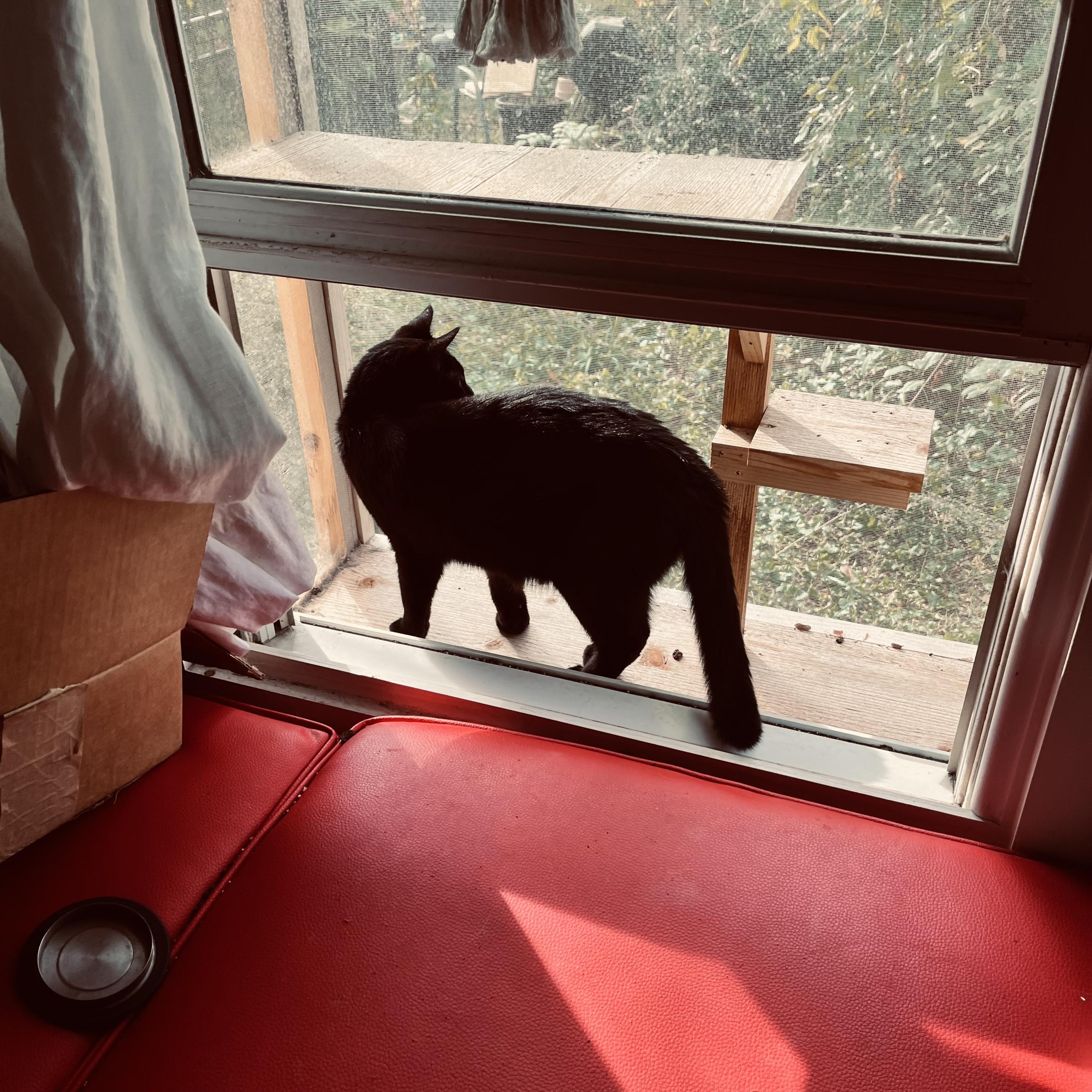 a black cat in an enclosed catio turns his head to look at something out in the yard