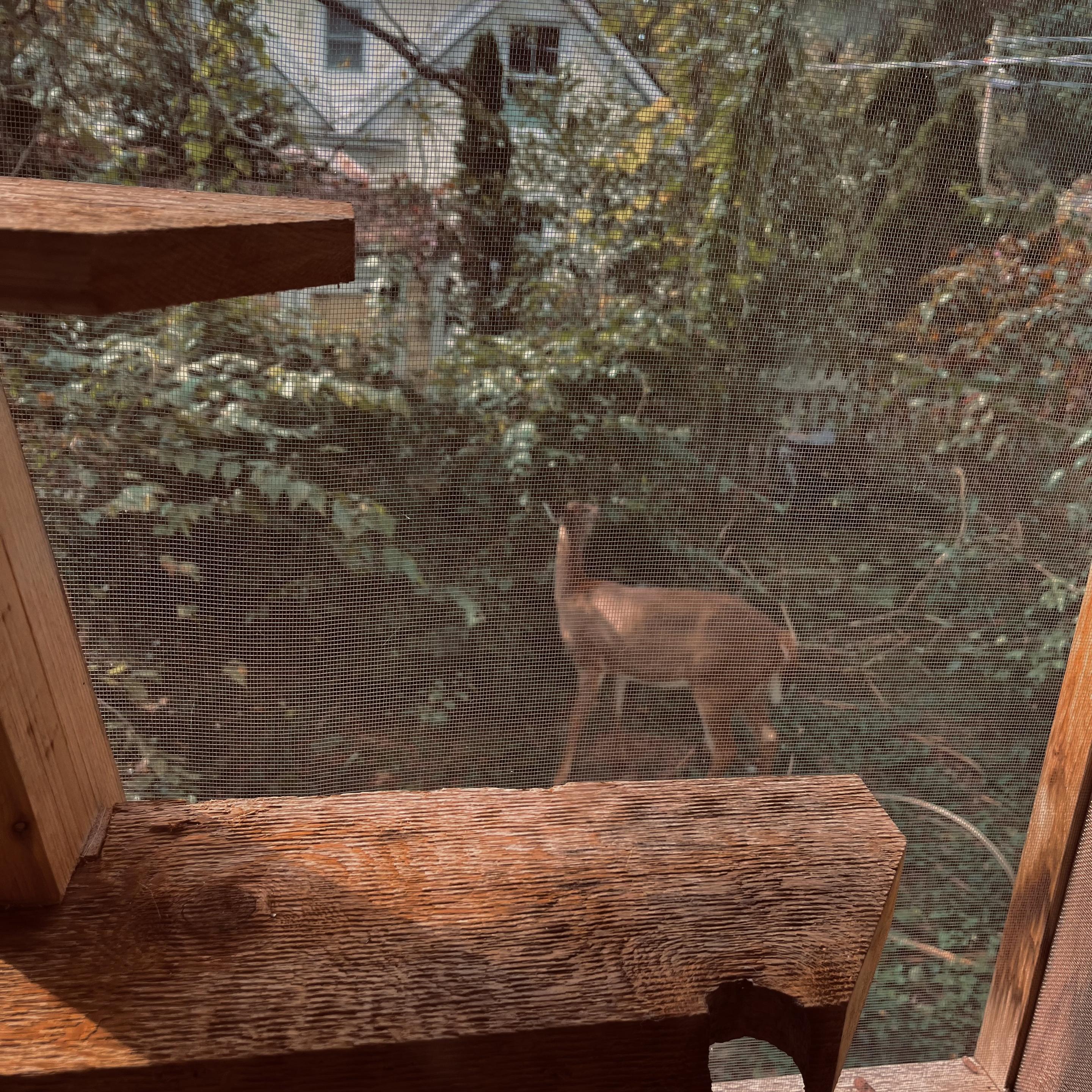 through a screen, outside an enclosed catio, we see a deer munching on bushes in a yard