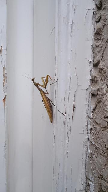 A brown praying mantis clinging to the frame of our front door.