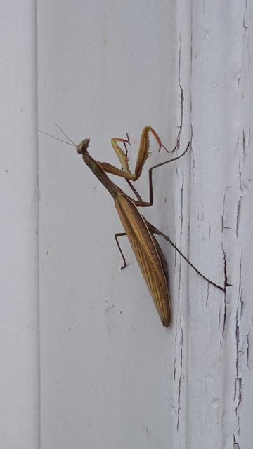 A close up of a brown praying mantis clinging to the frame of our front door.