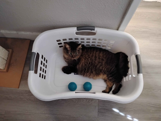 Image of Goobie [cat] resting inside of a white laundry basket with 2 dryer balls.