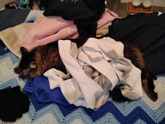 Image of Goobie [cat] using socks as a blanket while she rests on warm clothes that came out of the dryer.