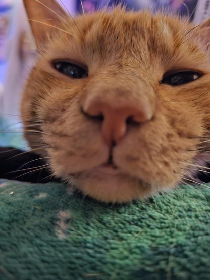 A picture taken close to the face of an orange cat with black freckles on his lips.