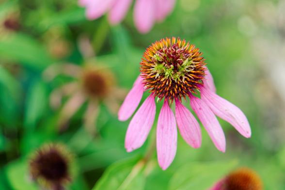 Purple coneflower with just a few ragged purple petals left
