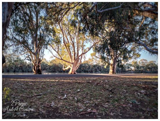 Three large river red gum trees stand prominently in a line. The central tree is brightly illuminated by golden afternoon light, making its white bark stand out against the darker, shaded trees on either side.
A dark road or path is in the foreground, with scattered debris and dry leaves on the ground. Behind the trees is the calm, dark water of a river and dense bushland. The overall mood is peaceful and sun drenched.