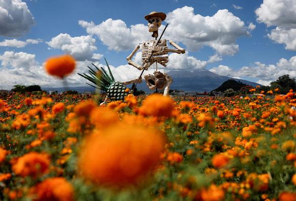 A giant skeleton figure called "Jimador", built by local artisans to represent a man dedicated to agave farming, is exhibited in a marigold field during Day of the Dead celebrations, as the Popocatepetl volcano stands in the background, in Atlixco, Mexico