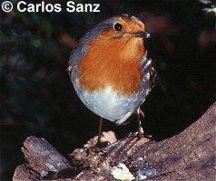 Petirrojo de frente, con la cabeza girada hacia su izquierda. Se ve su precioso pecho rojo anaranjado, su vientre blanco y su pico fino. Fotografía de Carlos Sanz.